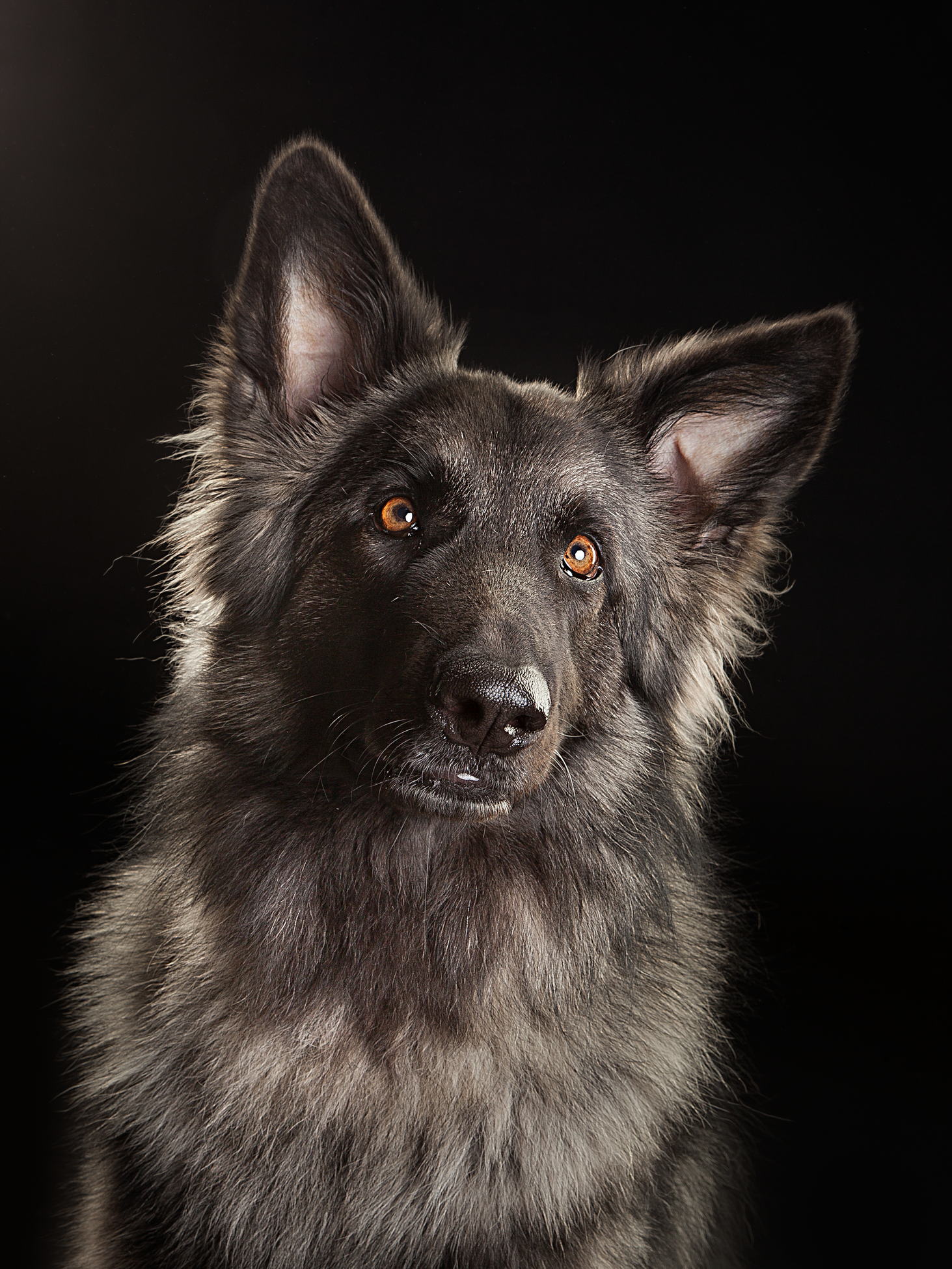 Tiere 04