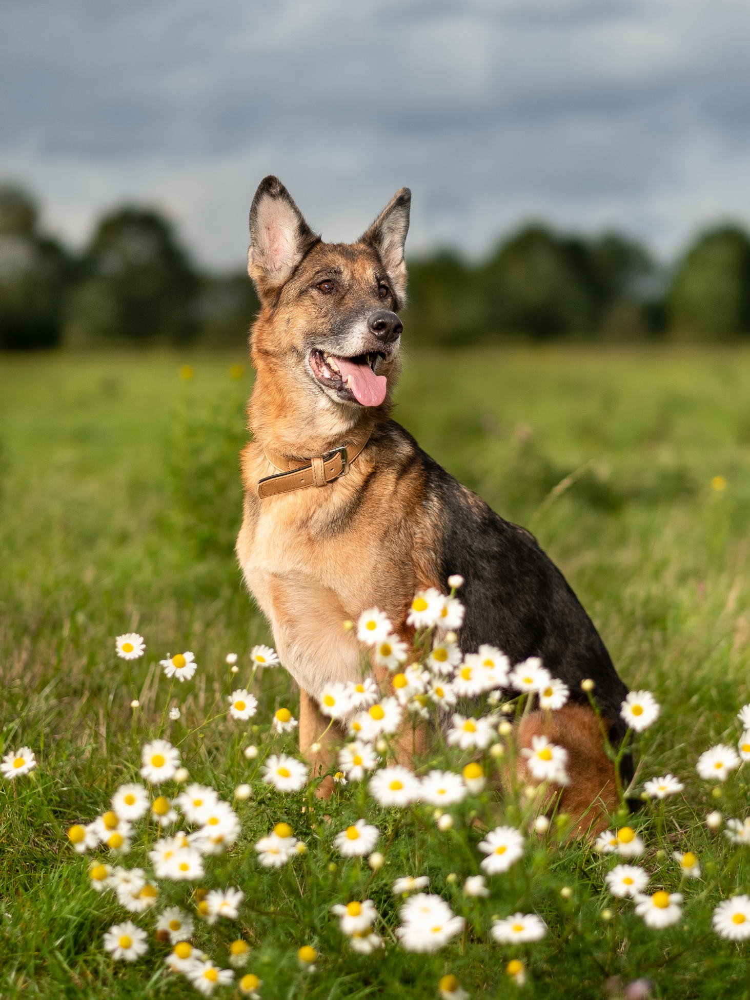 Tiere 08