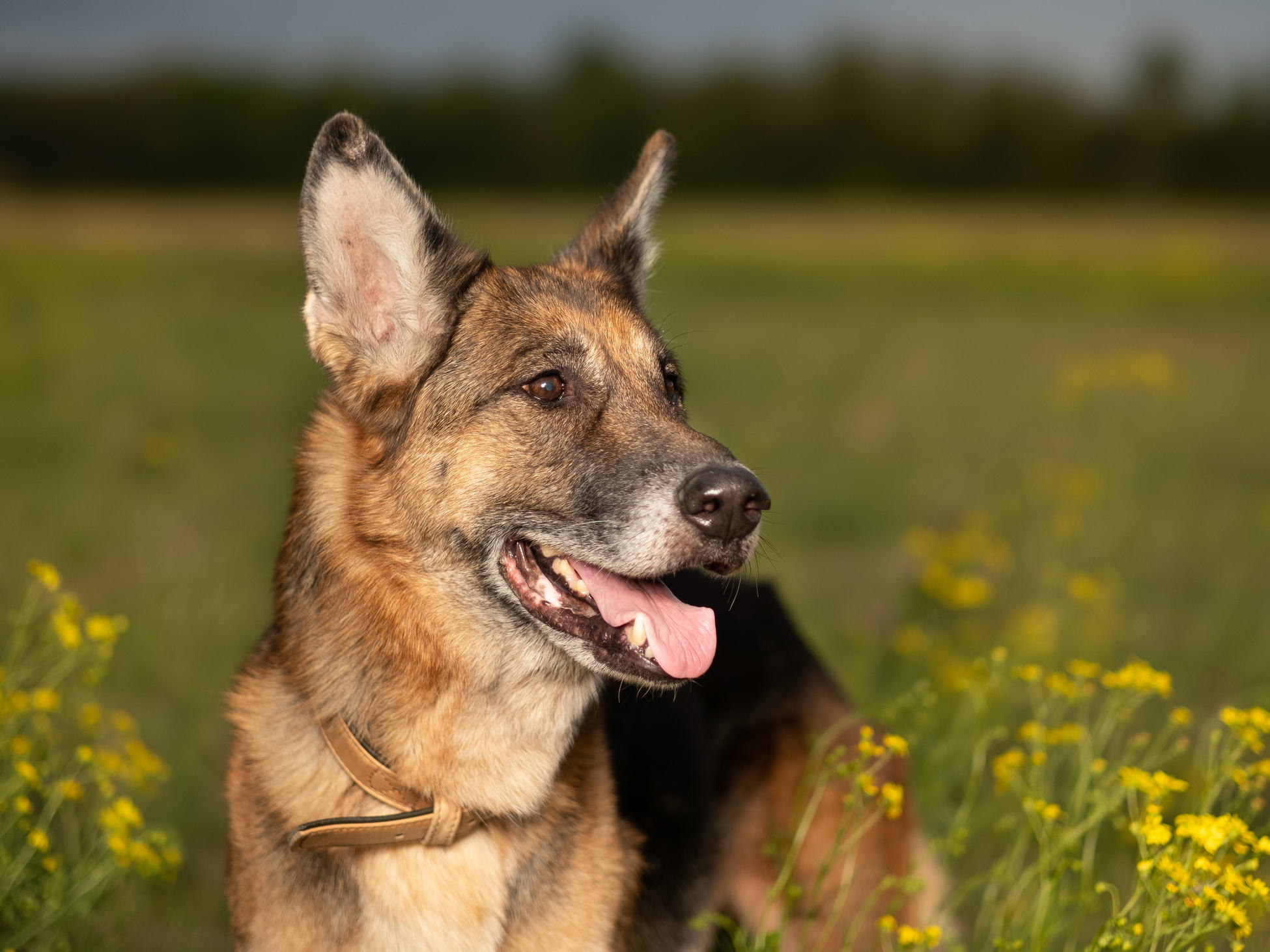 Tiere 09