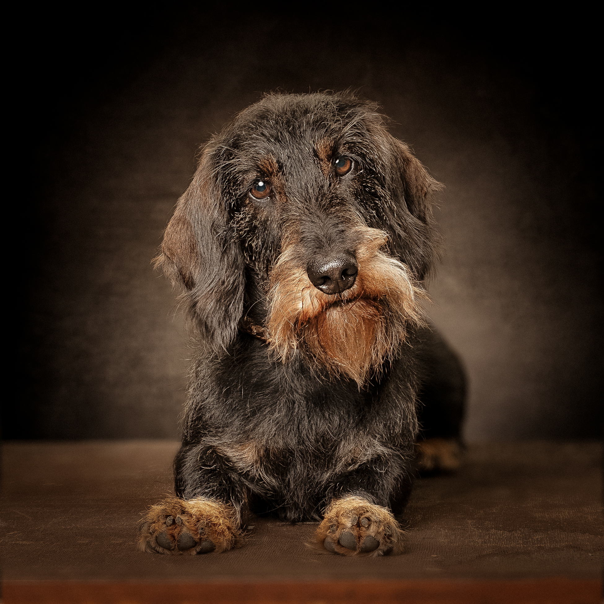Tiere 11