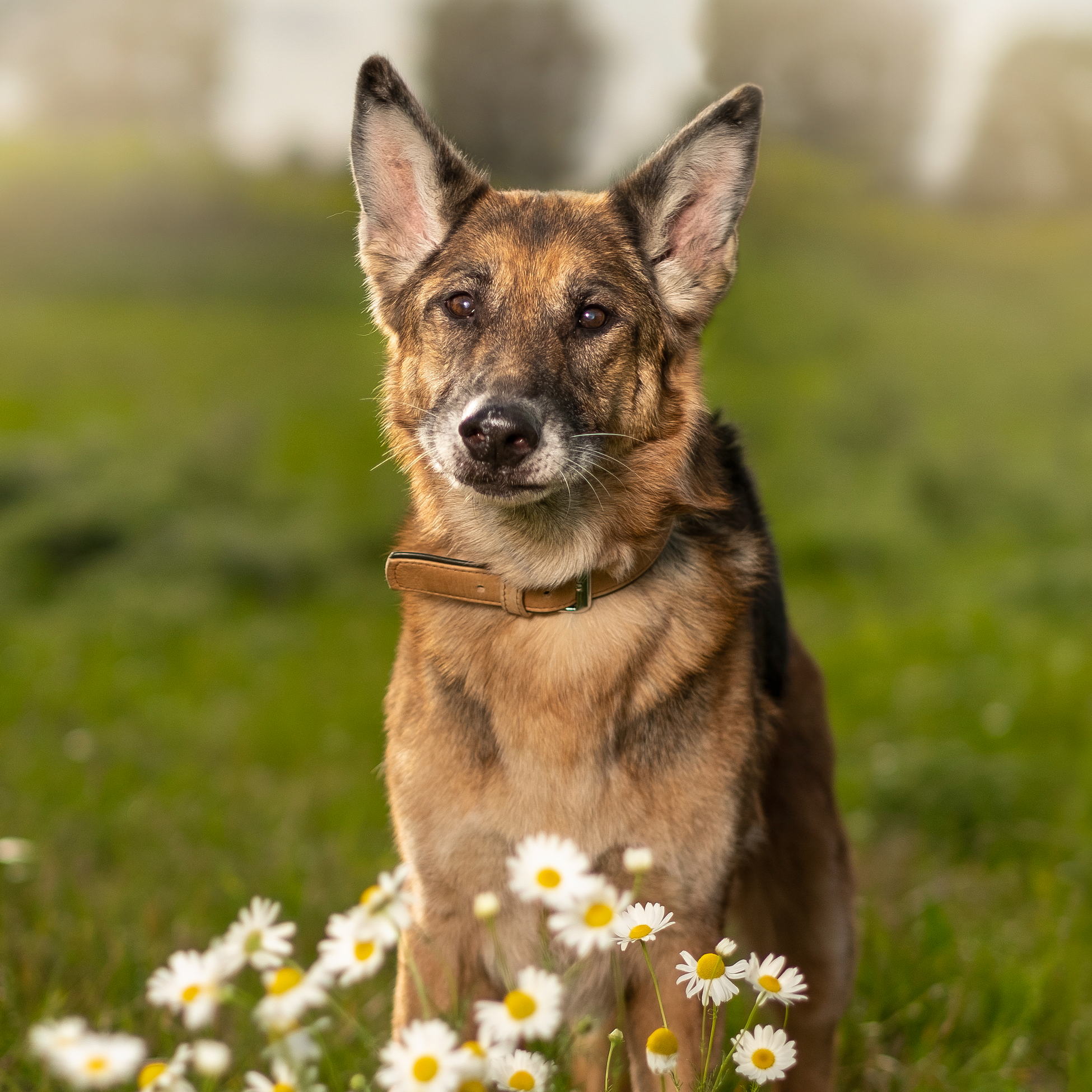 Tiere 17